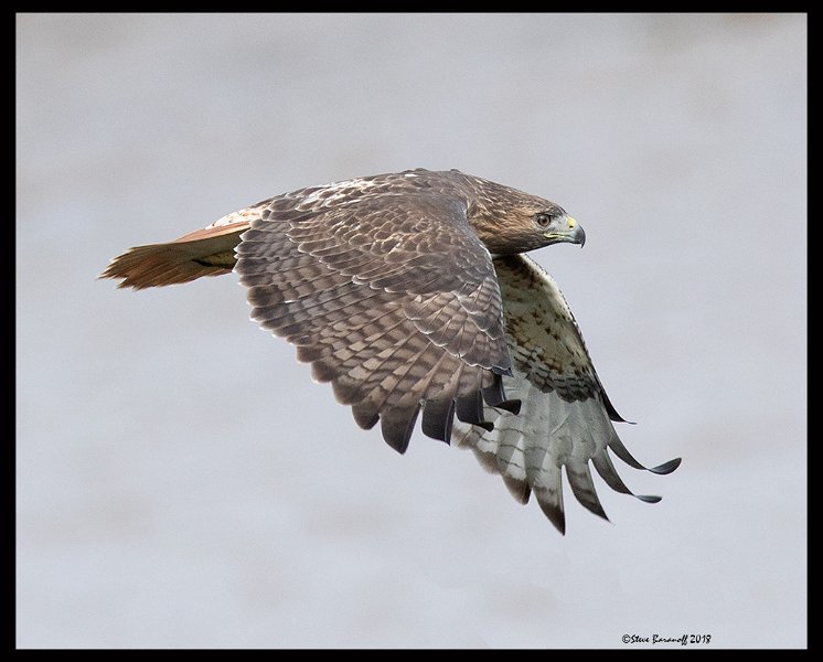_8SB8316a red-tailed hawk.jpg